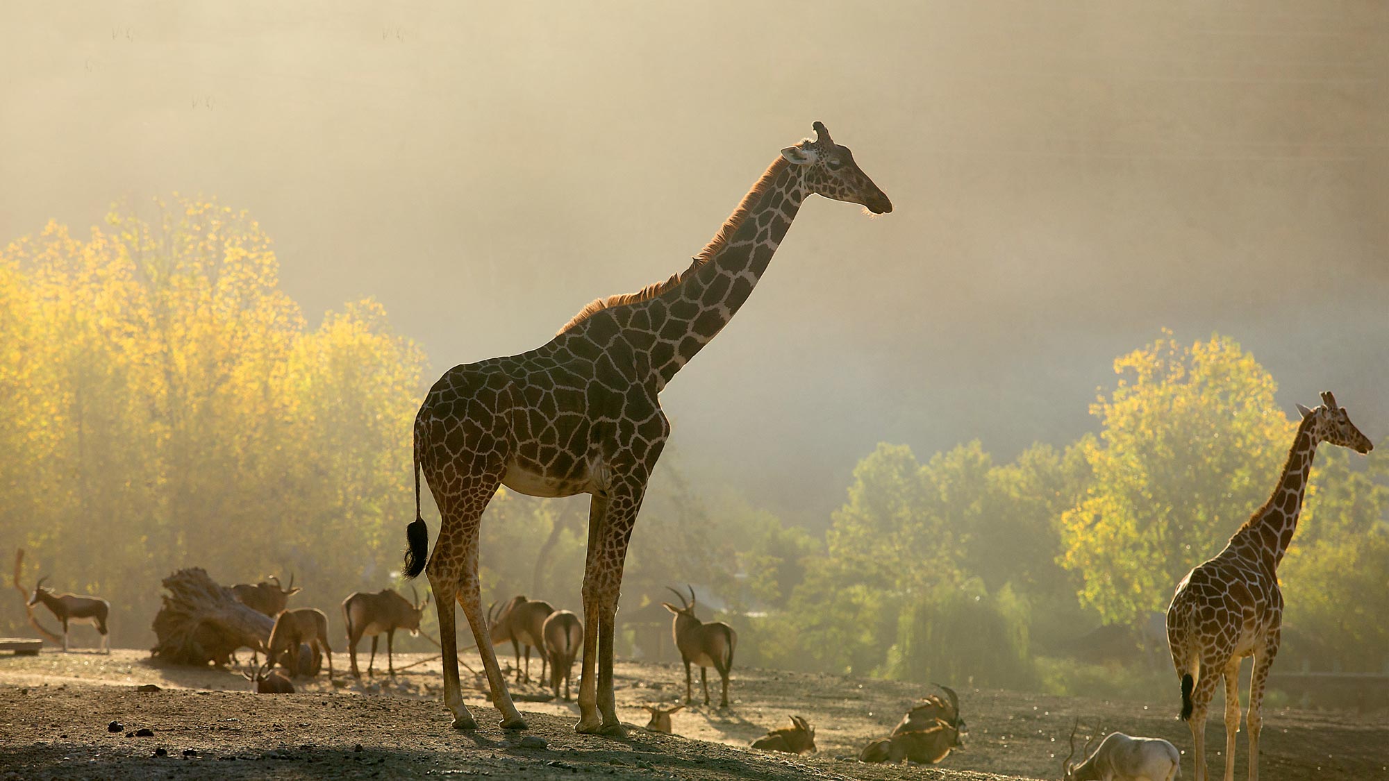 Glamping at Safari West