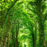 Green lush landscape