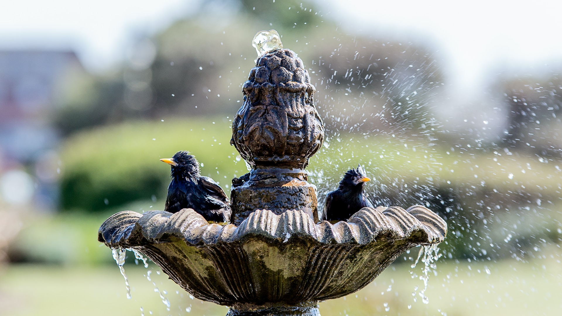 bird bath