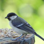 blue jay in garden