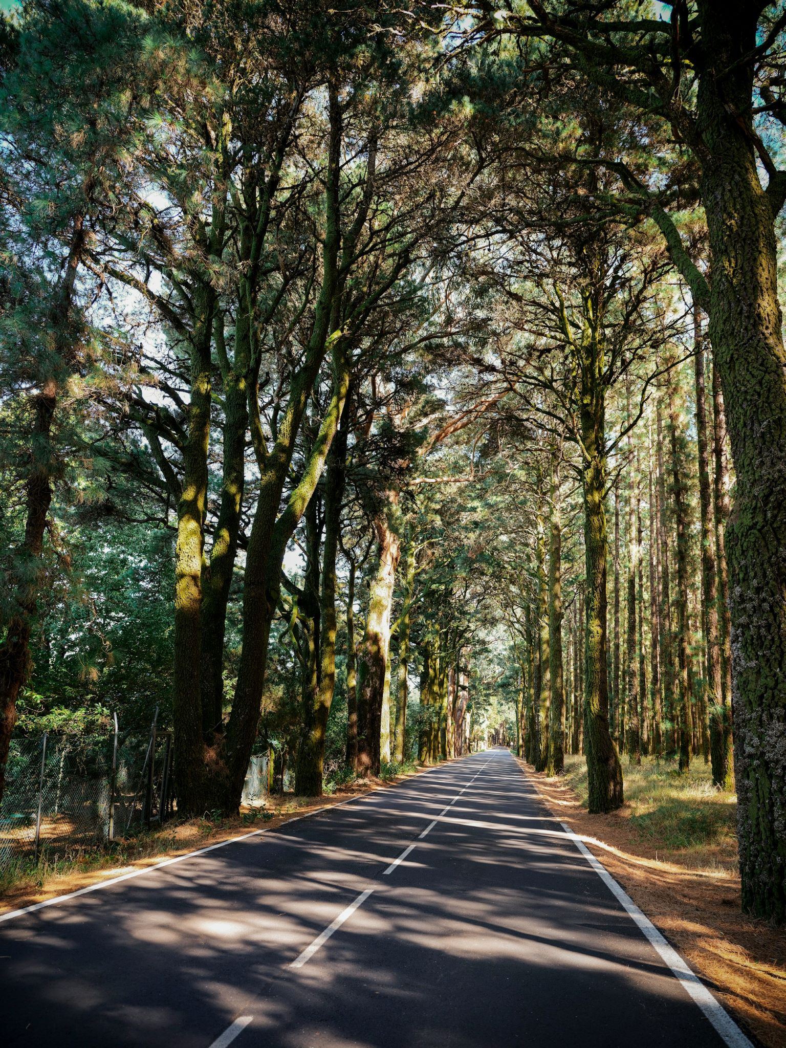 Meditation Forrest