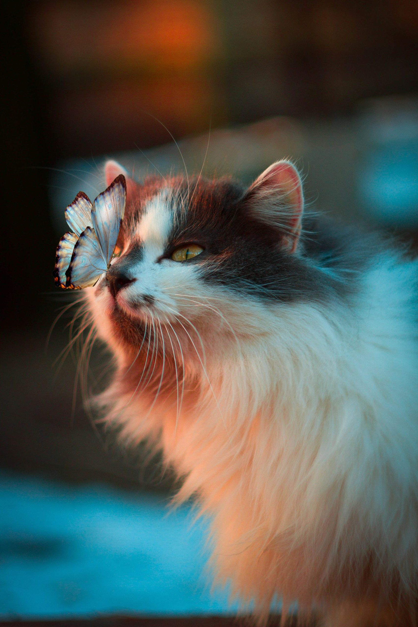 Wild animal observing photographer