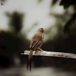 bird in nature