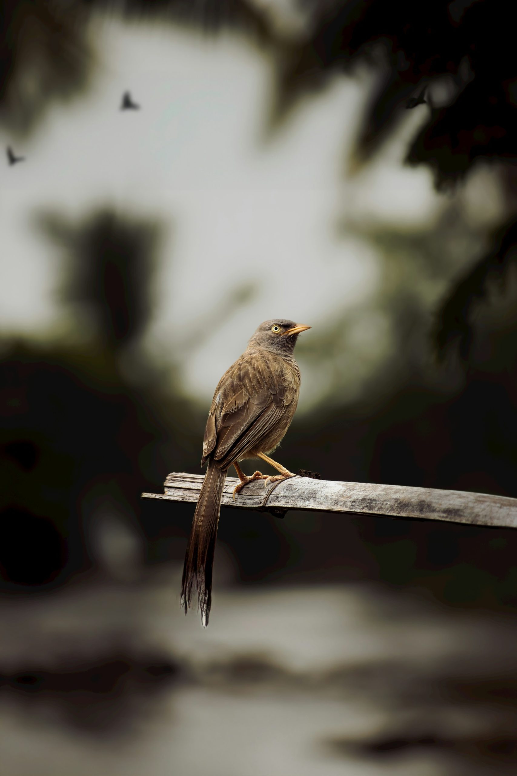 bird in nature