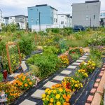 community garden