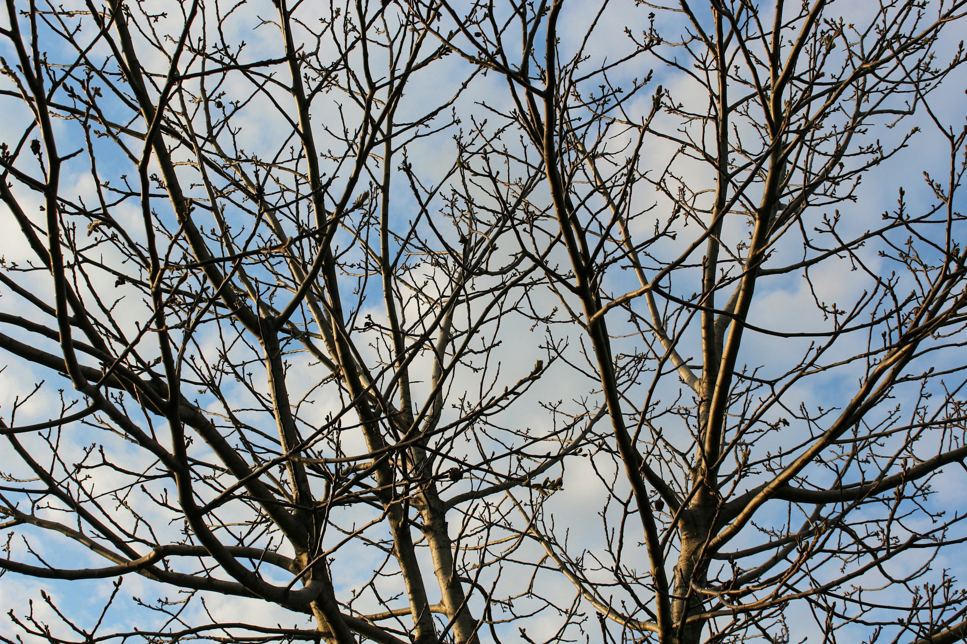 fruit orchard landscape