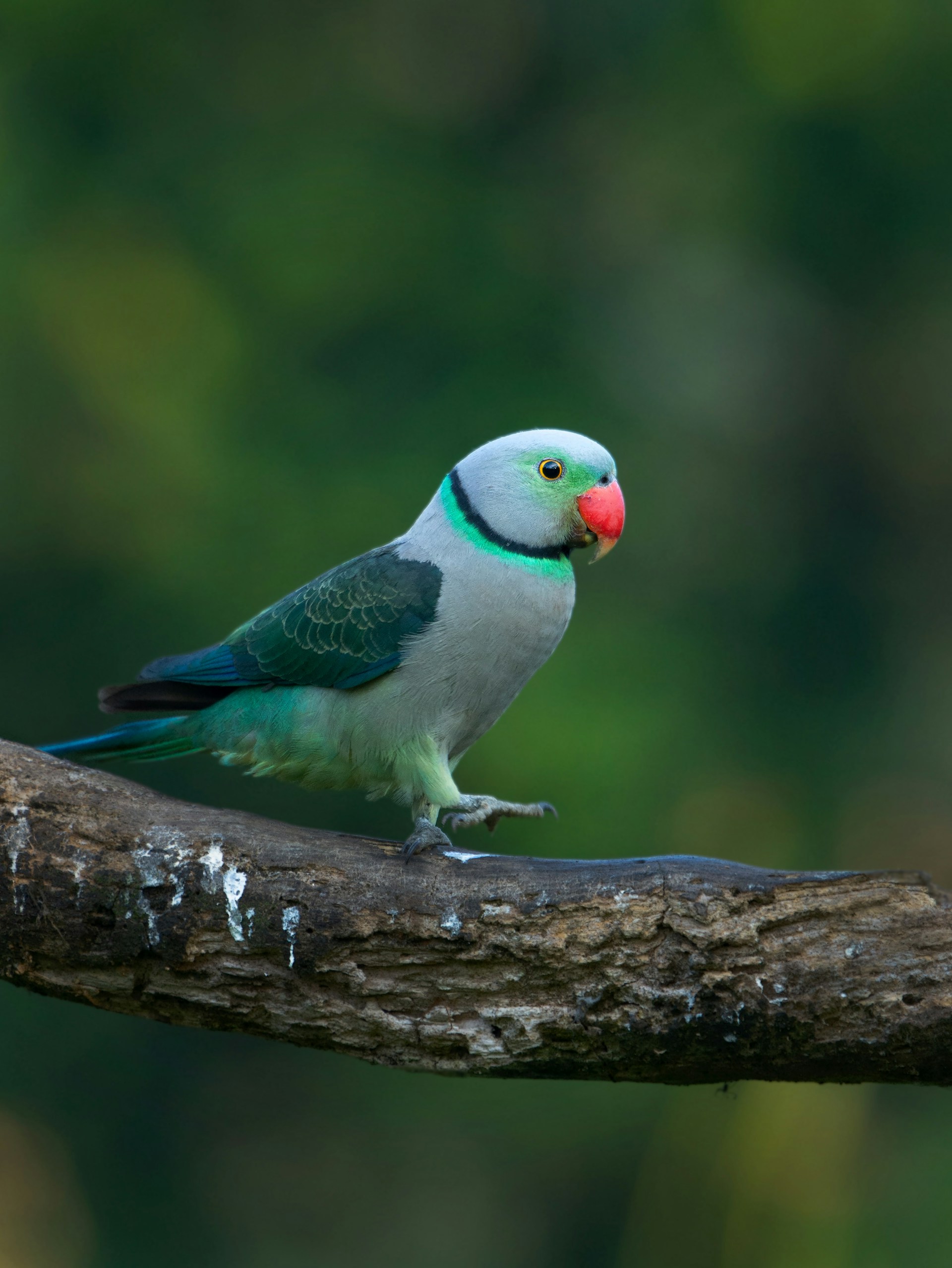 bird-friendly ecosystem