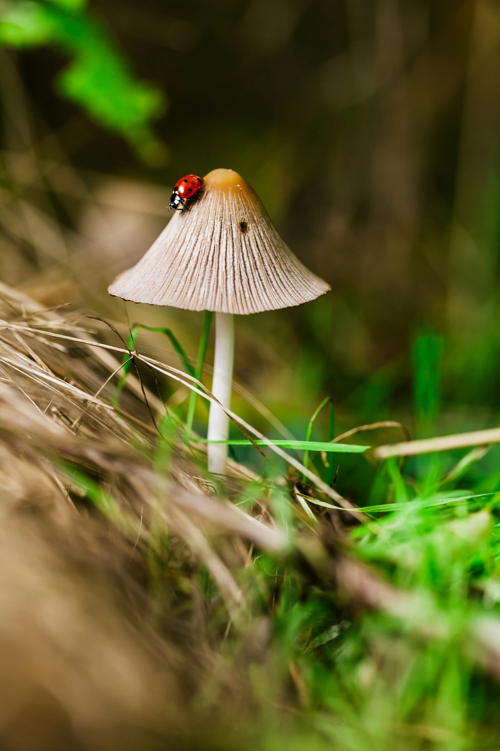 mushroom foraging